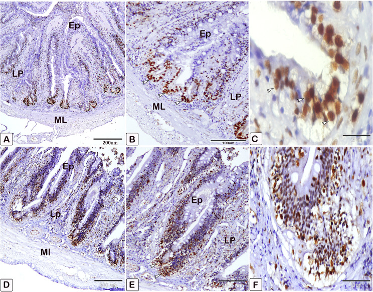 Fig. 21