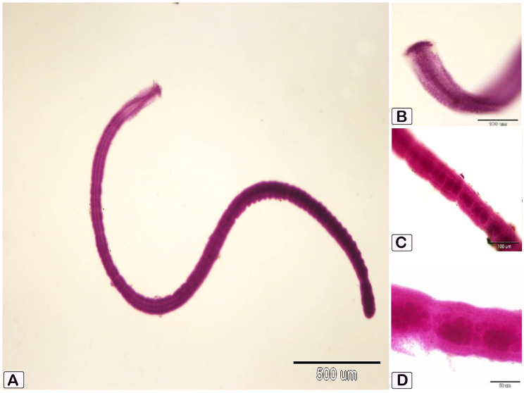 Fig. 1