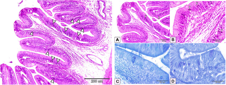 Fig. 14