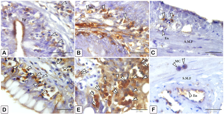 Fig. 12