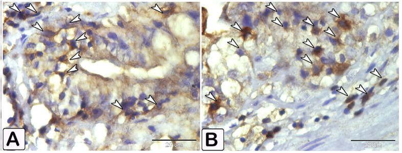 Fig. 20