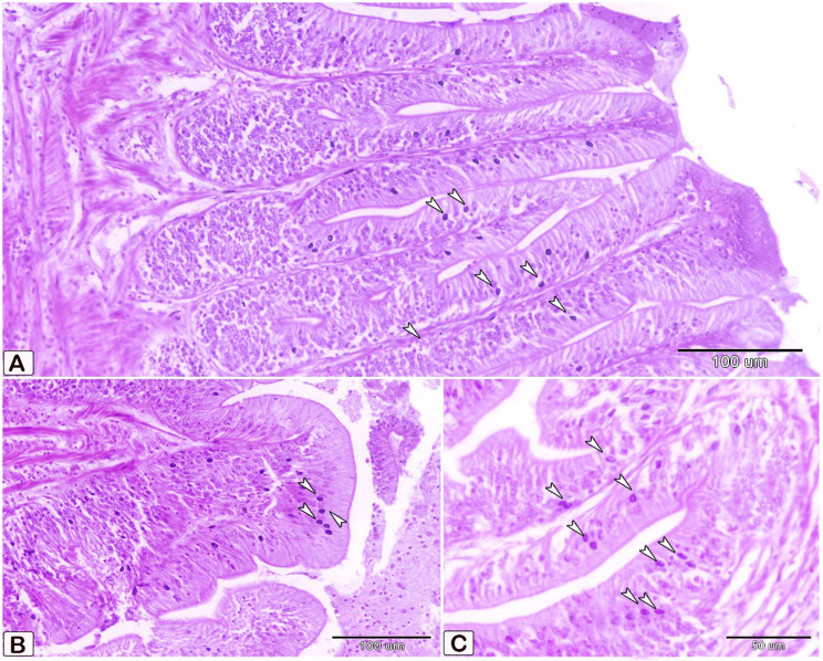 Fig. 15