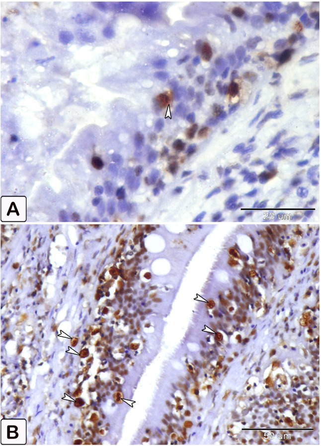 Fig. 17