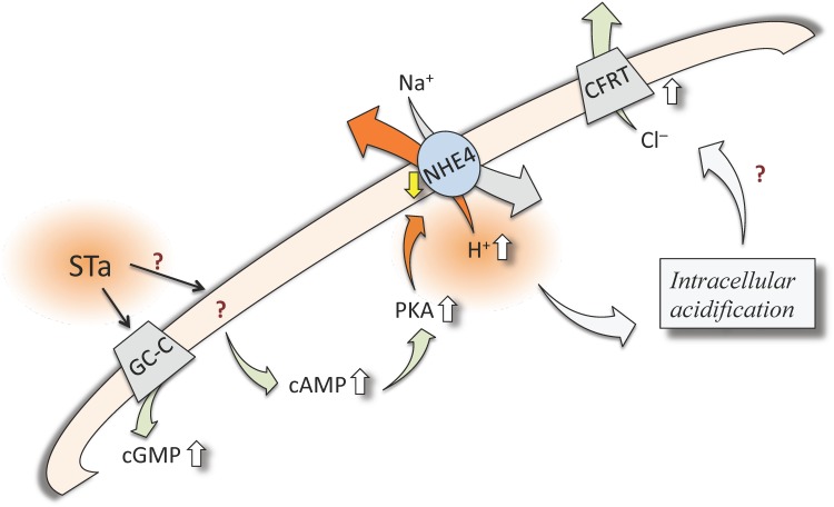 Fig 6