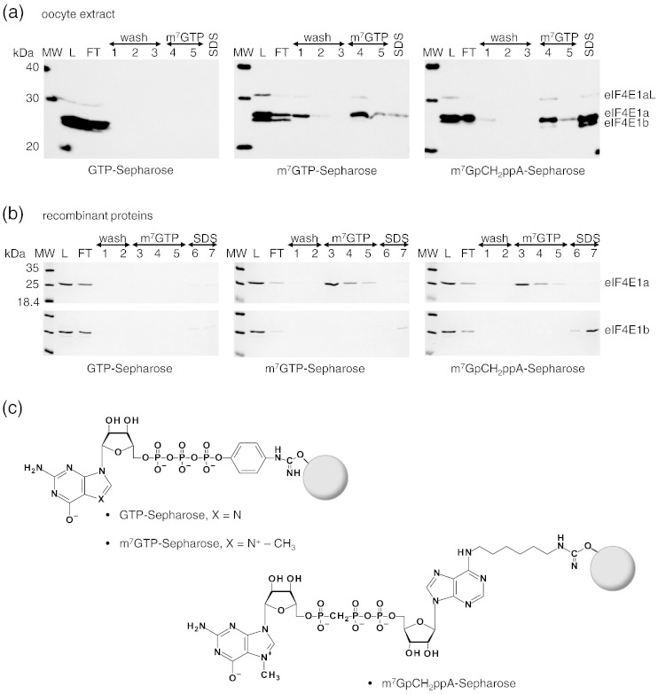 Fig. 6