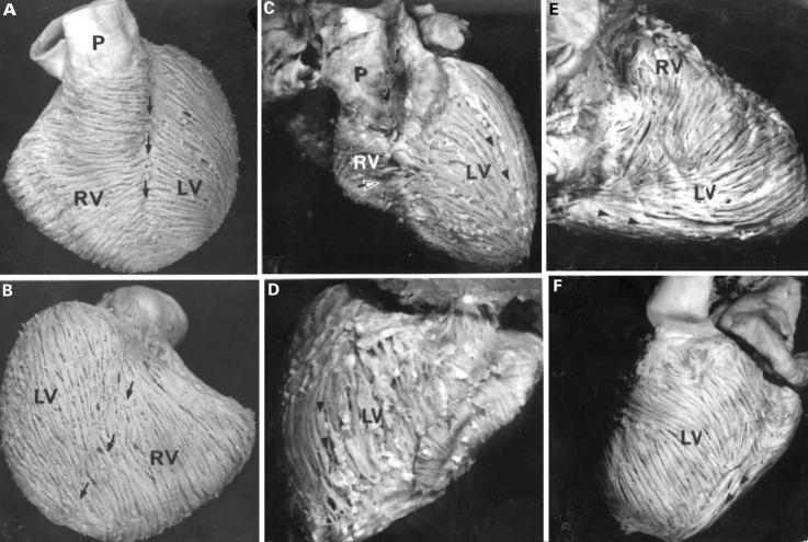 Figure 3  