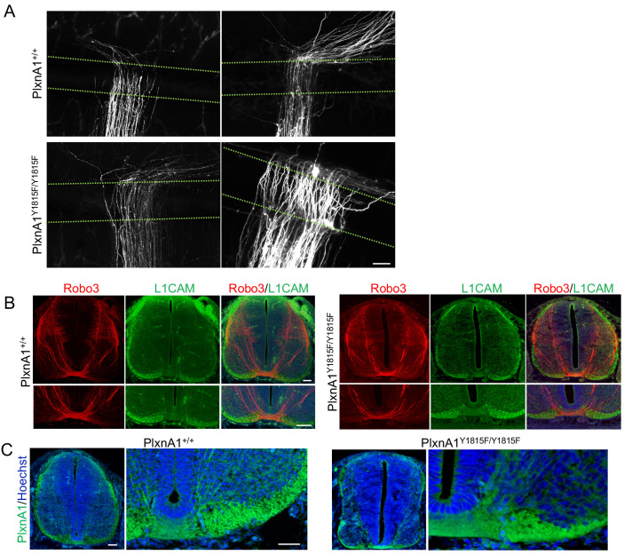 Figure 1—figure supplement 2.