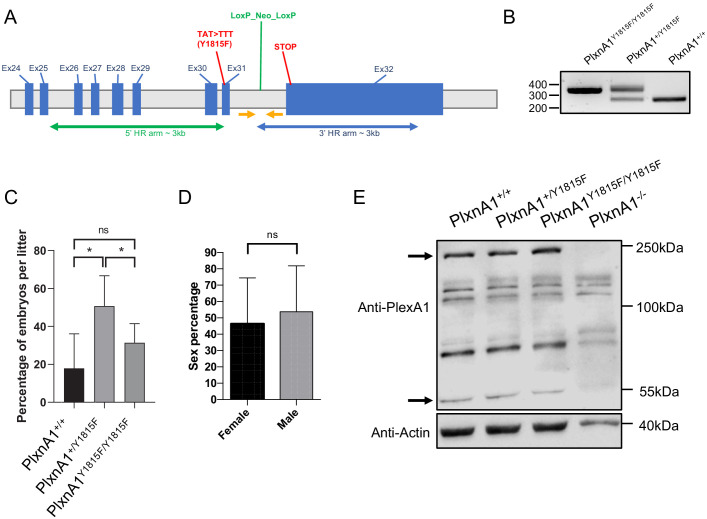 Figure 1—figure supplement 1.