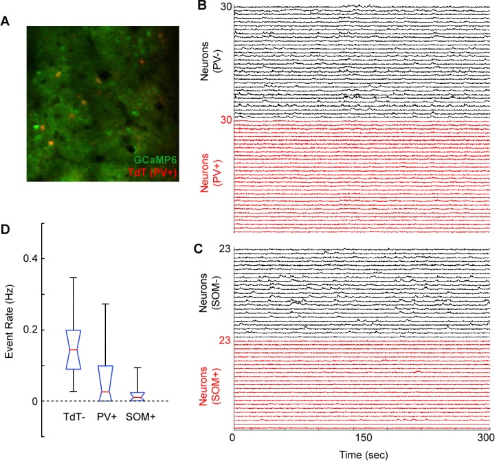 Figure 1—figure supplement 3.