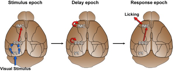 Figure 7—figure supplement 1.