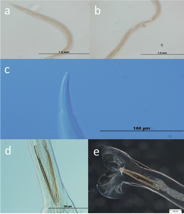 Fig. 5