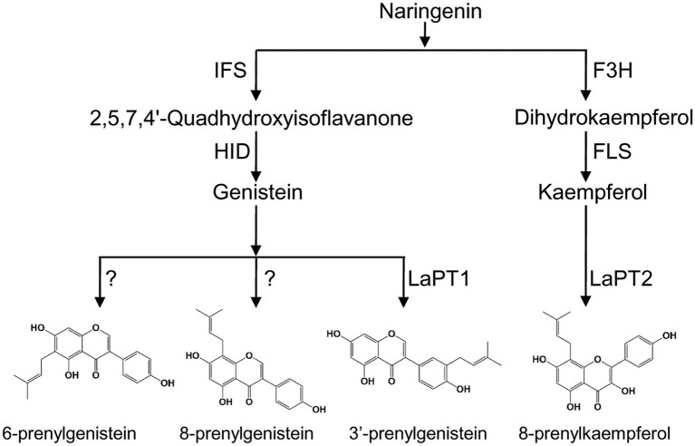 Figure 7