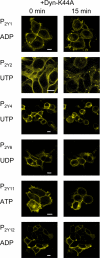 FIGURE 4.