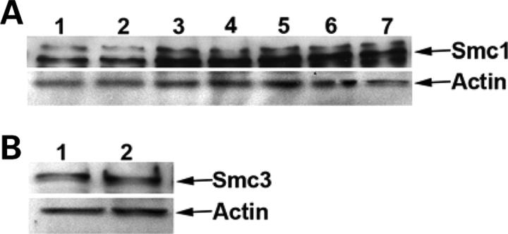 Figure 5.