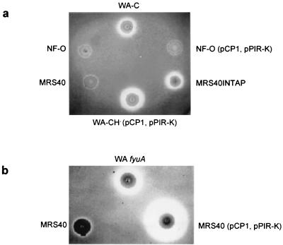 FIG. 5.