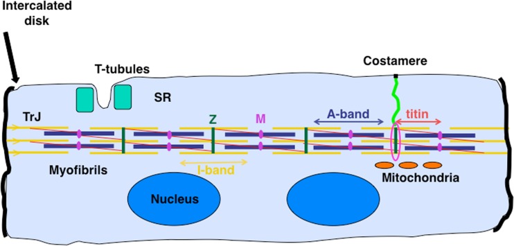 Fig. 1