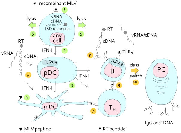 FIGURE 1