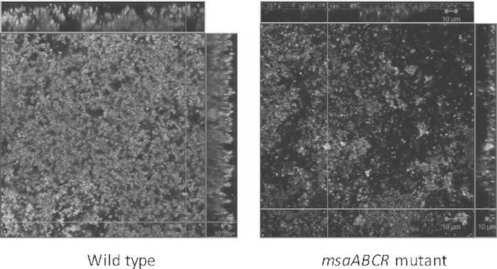 graphic file with name fnv006fig1g.jpg