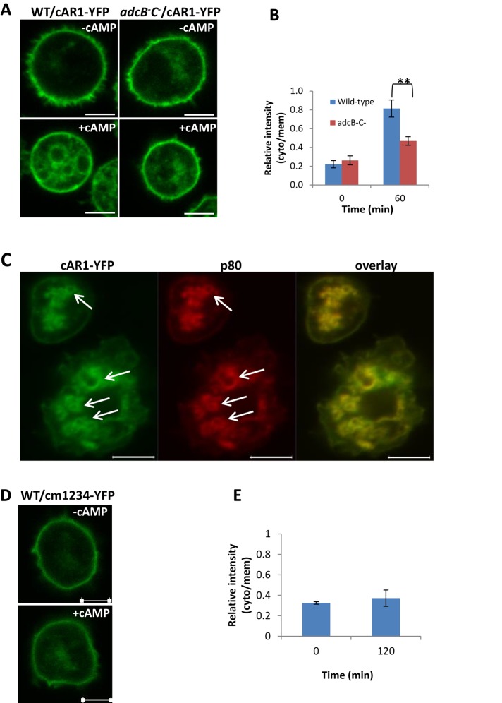 FIGURE 6: