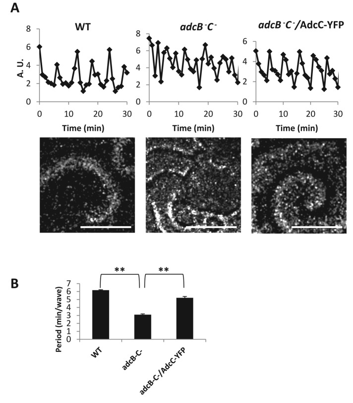 FIGURE 5: