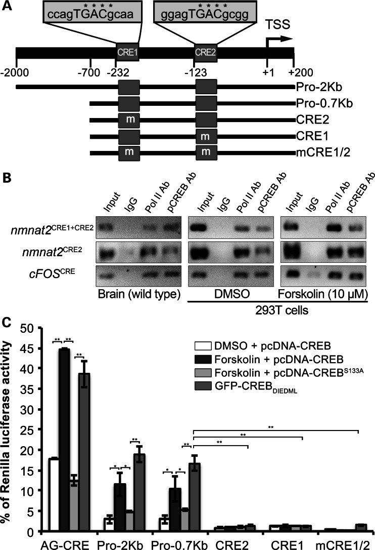 Figure 3.