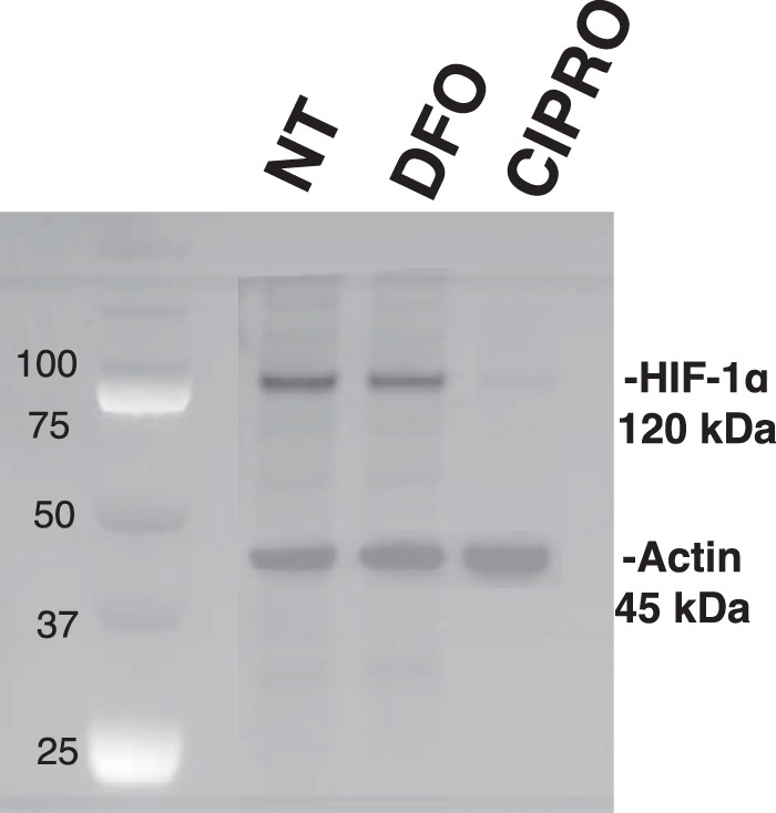 FIGURE 12.