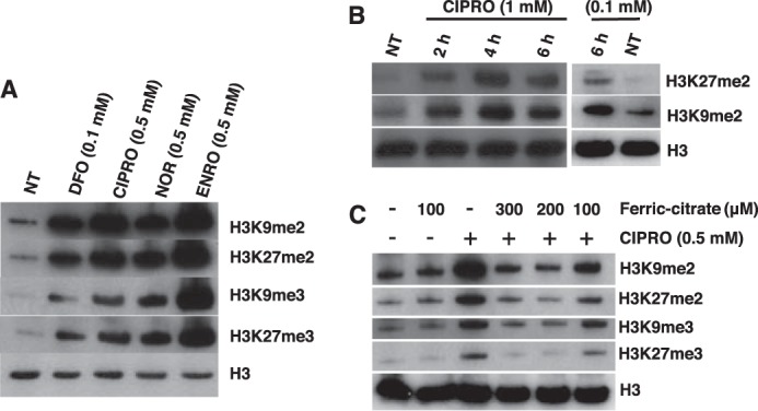 FIGURE 4.