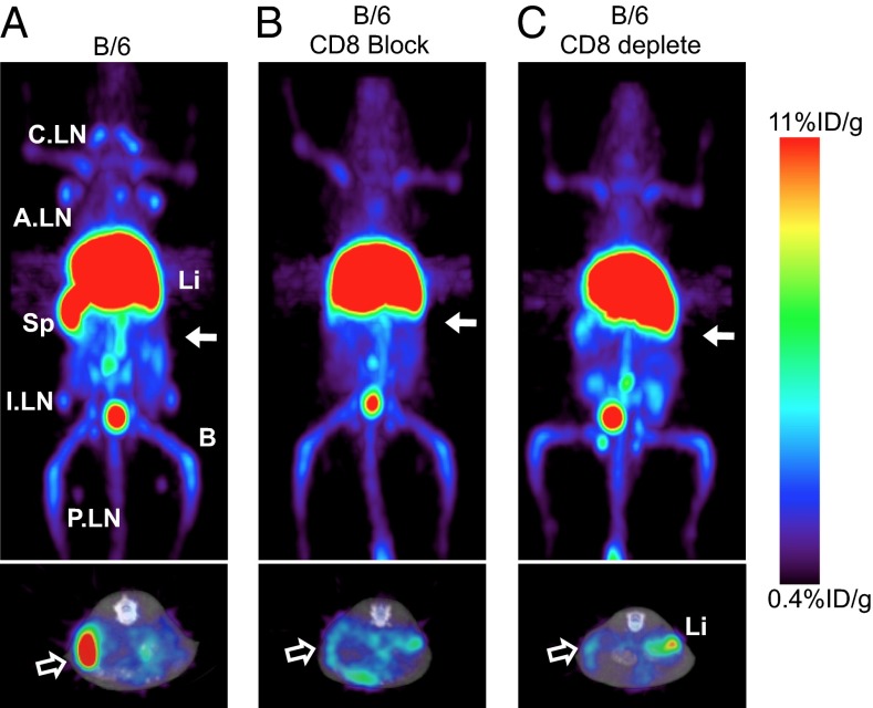 Fig. 6.