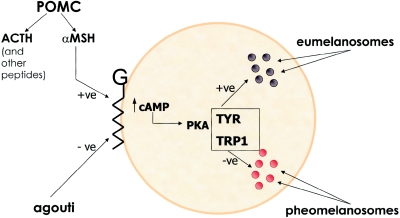 Figure  2