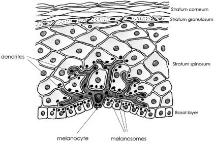 Figure  1