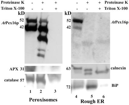 Figure 11.