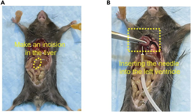 Figure 5