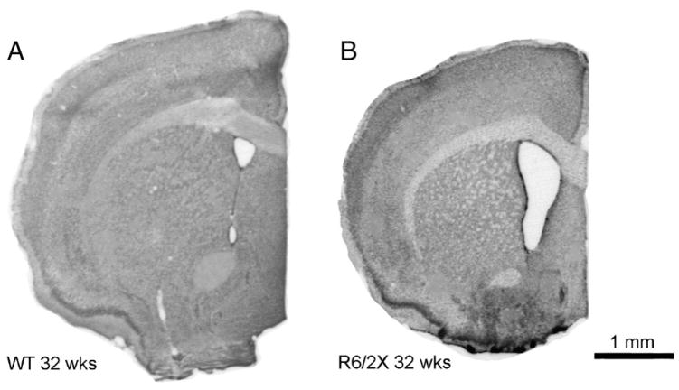 Fig. 12