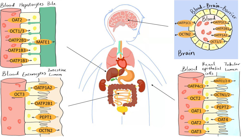 Fig. 1.