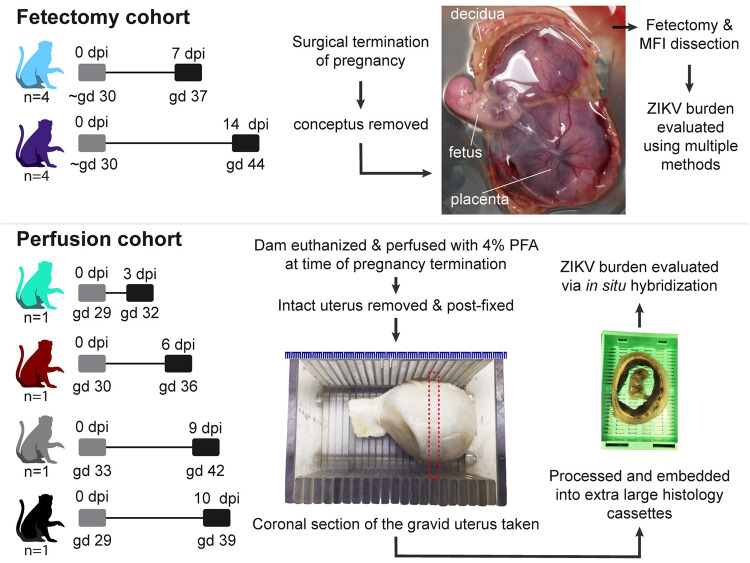 Fig 1