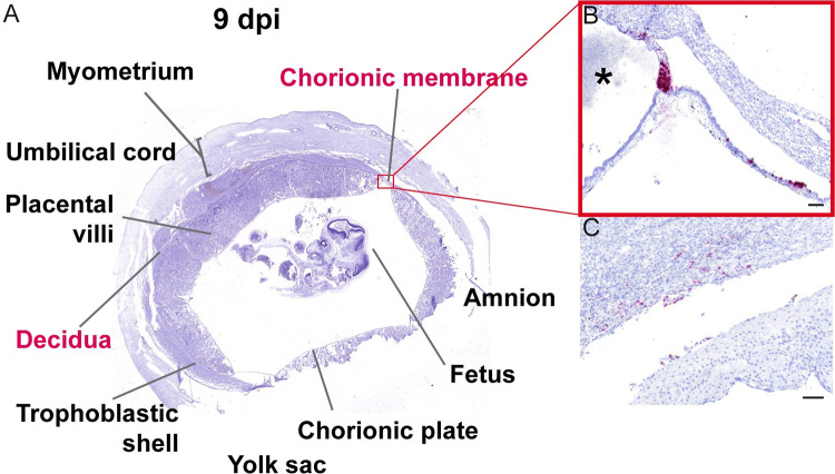 Fig 10