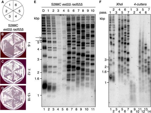 Figure 2.—