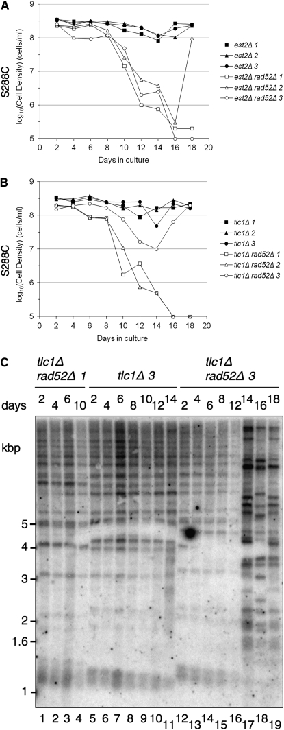 Figure 3.—