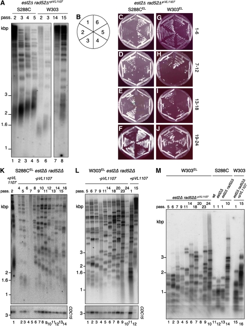 Figure 4.—