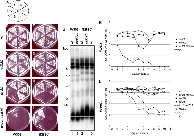 Figure 1.—