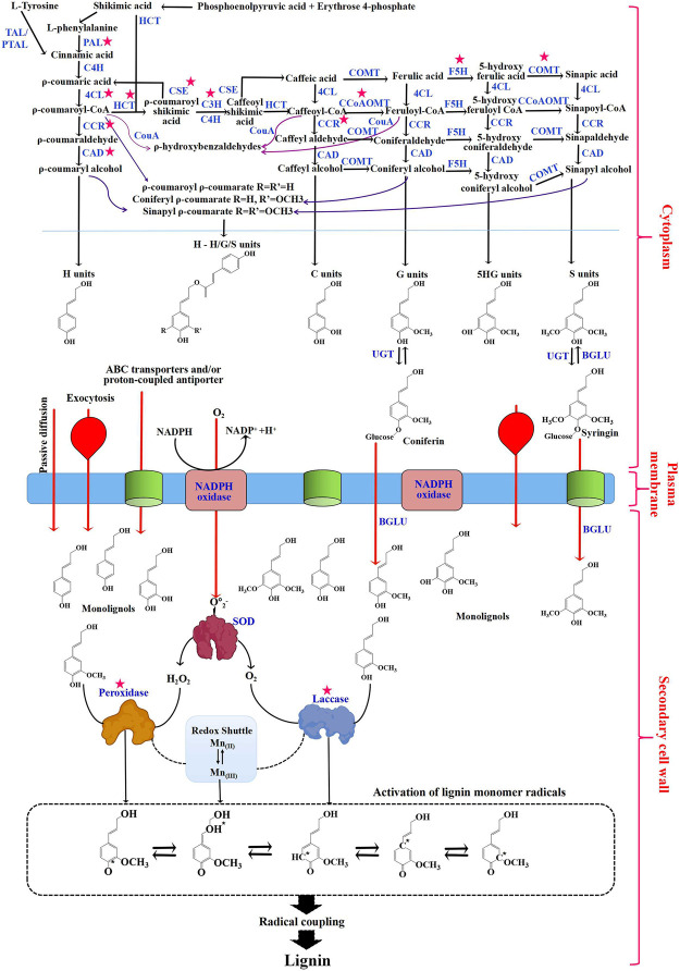 FIGURE 1