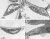F<sc>ig</sc>. 5.