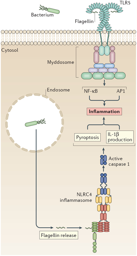 Figure 2 |