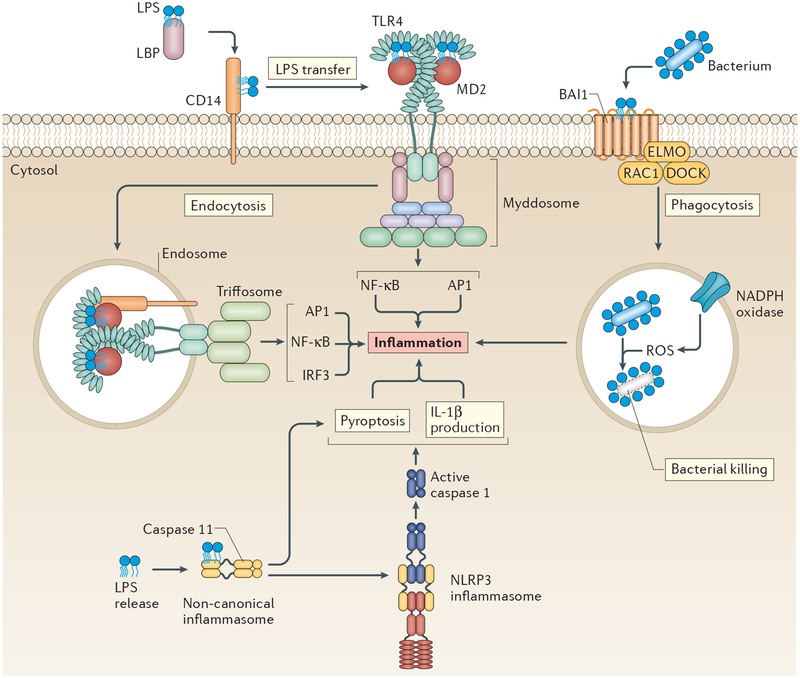 Figure 1 |