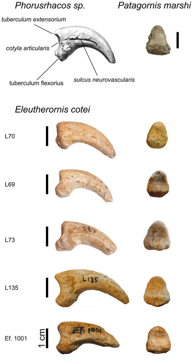 “Terror Birds” (Phorusrhacidae) from the Eocene of Europe Imply Trans ...