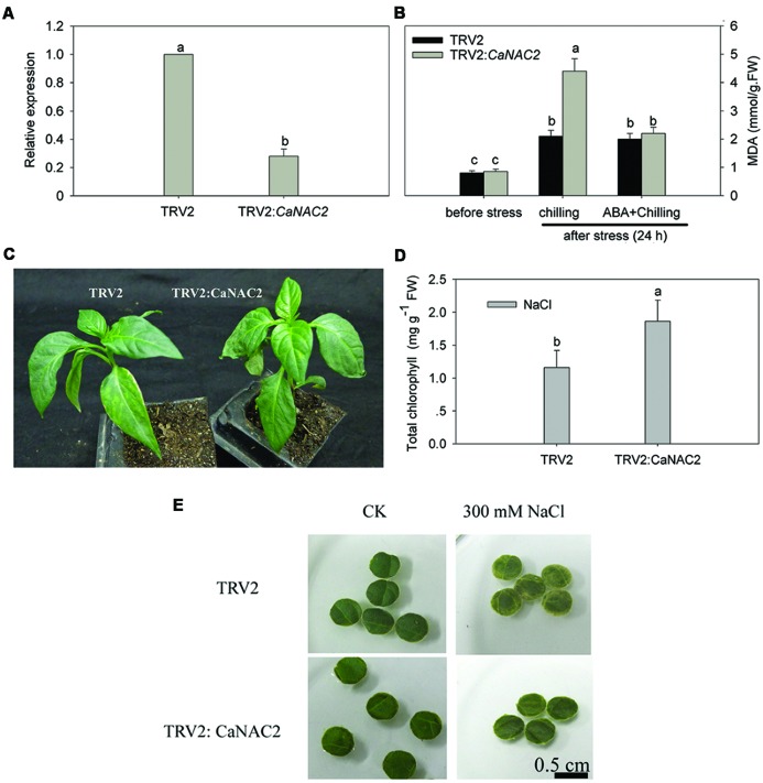 FIGURE 4