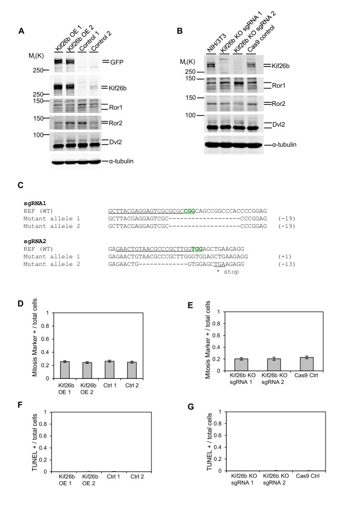 Figure 5—figure supplement 1.