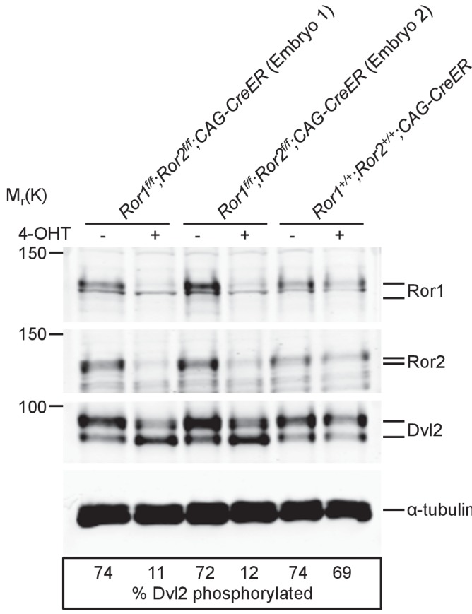 Figure 1—figure supplement 1.