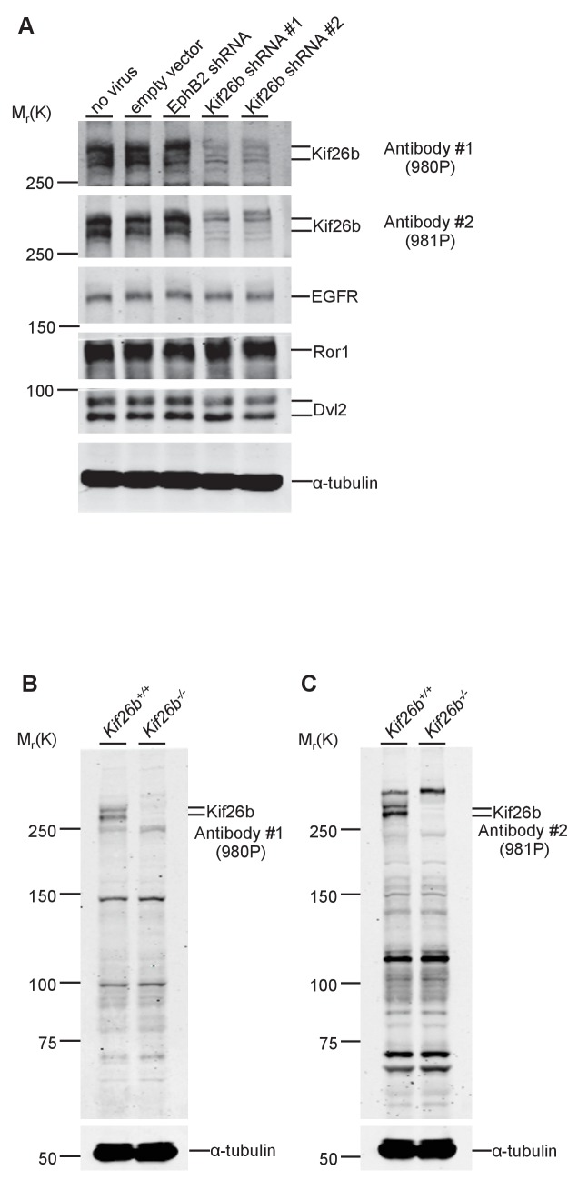 Figure 2—figure supplement 1.