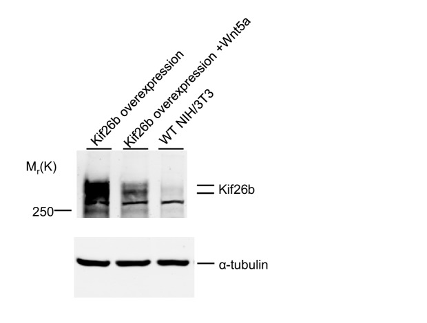 Figure 5—figure supplement 2.